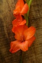 Closeup Gladiolus Flower in Vertical Position