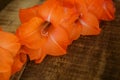 Closeup Gladiolus Flower on Wooden Background