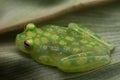 Closeup Glass frog Hyalinobatrachium valerioi on a leaf