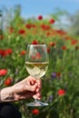 Closeup Glass Of White Wine and Poppy Flowers Royalty Free Stock Photo
