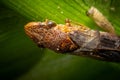 Closeup of a Glassy-winged Sharpshooter