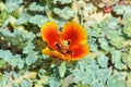 Glaucium elegans , Annual Horned poppy flower , flora Iran Royalty Free Stock Photo
