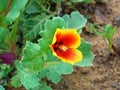 Glaucium elegans , Annual Horned poppy flower , flora Iran Royalty Free Stock Photo