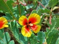 Glaucium elegans , Annual Horned poppy flower , flora Iran Royalty Free Stock Photo