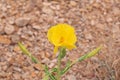 Glaucium flavum, yellow horned poppy flower , flora Iran Royalty Free Stock Photo