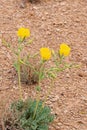 Glaucium flavum, yellow horned poppy flower , flora Iran Royalty Free Stock Photo