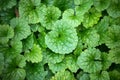 Glechoma hederacea foliage in a public garden