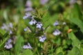 Closeup of Glechoma hederacea Royalty Free Stock Photo