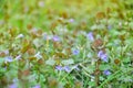 Closeup of Glechoma hederacea. Medicinal plant Royalty Free Stock Photo