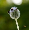 Closeup of globe thistle plants being pollinated by bees in a garden against a blurred nature background. Echinops flora