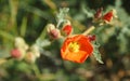 Orange Blossom of the Globemallow Plant widescreen