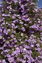 Closeup of glory bush, or manaca da serra, in bloom Royalty Free Stock Photo