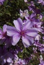 Closeup of glory bush, or manaca da serra, in bloom Royalty Free Stock Photo