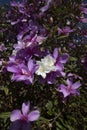 Closeup of glory bush, or manaca da serra, in bloom Royalty Free Stock Photo