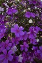 Closeup of glory bush, or manaca da serra, in bloom Royalty Free Stock Photo