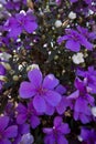 Closeup of glory bush, or manaca da serra, in bloom Royalty Free Stock Photo