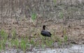 A closeup of a Glossy Ibis in a marsh grass field near water Royalty Free Stock Photo