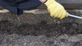 Closeup gloved gardener`s hand loosens soil with culti-hoe before planting seeds