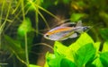 Closeup of a glow light tetra fish, a small tropical fish from Essequibo river of Guayana