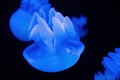 Closeup glowing blue jellyfish deep underwater