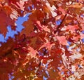 Closeup of orange gold maple leaves Royalty Free Stock Photo