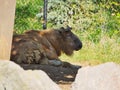 Closeup of a gnu goat in Omaha's Henry Doorly Zoo and Aquarium in Omaha Nebraska Royalty Free Stock Photo