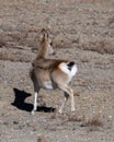 Closeup of Goa Procapra picticaudata, also known as the Tibetan gazelle, observed near Gurudongmar Lake