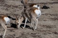 Closeup of Goa Procapra picticaudata, also known as the Tibetan gazelle, observed near Gurudongmar Lake