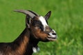 Closeup of Goat