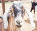Closeup of goat or kid