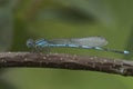 Closeup on a goblet-marked damselfly, Erythromma lindenii sitting on a twig Royalty Free Stock Photo