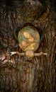 Closeup of the Godmother icon on the bark of the tree