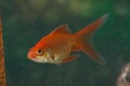 Closeup of a gold fish in a fish tank Royalty Free Stock Photo