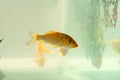 Closeup of a gold fish in a fish tank Royalty Free Stock Photo