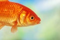 Closeup Of A Gold Fish Swimming Royalty Free Stock Photo