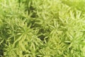 Closeup of Gold Moss Sedum Plants