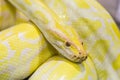Closeup Gold Python,Reticulated python Royalty Free Stock Photo