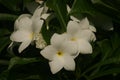 Closeup of a Golden Arrow or Gilded spoon flower