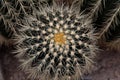 Closeup of a golden barrel cactus in a desert garden Royalty Free Stock Photo