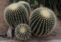 Closeup of golden barrel cactus flowers in a desert garden Royalty Free Stock Photo