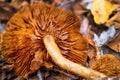 Closeup of a golden chanterelle mushroom showing the gills or euagarics. Royalty Free Stock Photo