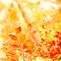 Closeup Of Golden Colors Of Autumn Against Soft Sunset Light With Bokeh And Copyspace. Zoom In On Leaves Growing On A