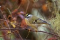 Closeup of the golden-crowned kinglet, Regulus satrapa perched on the branch. Royalty Free Stock Photo