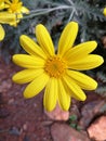 Closeup of a Golden daisy bush flower. Royalty Free Stock Photo