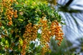 Closeup of Golden Dewdrop Duranta erecta. Orange berries dangling in bunches. Green leaves.