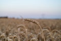 Closeup of golden dry wheat against blurred background on farm field with copy space above Royalty Free Stock Photo