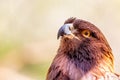 Closeup Golden Eagle Bird Blurred Background Royalty Free Stock Photo