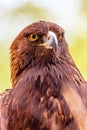 Closeup Golden Eagle Bird Green Background Royalty Free Stock Photo