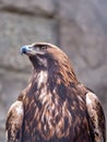 Closeup of a golden eagle, a bird of prey Royalty Free Stock Photo