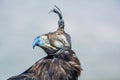 Bird of prey, portrait of Golden Eagle with falconry hood Royalty Free Stock Photo